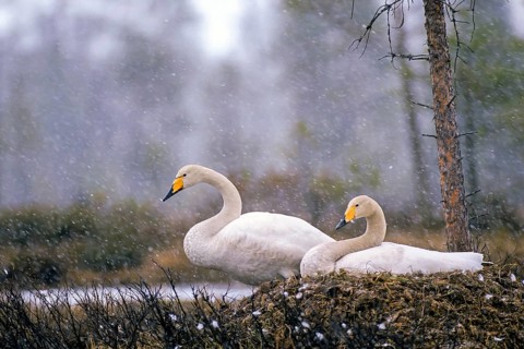 Whooper swan. Cygnus cygnus. Whooper swans on the nest in early summer during a snowfall. Kuusamo