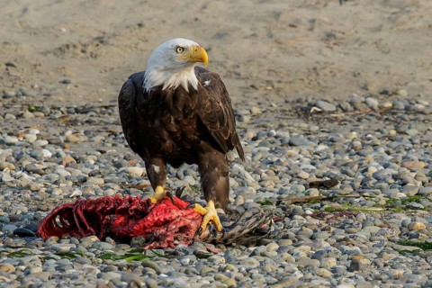 Bald Eagle (Haliaeetus leucocephalus) eating a seal pup on a beach in British Columbia, Canada