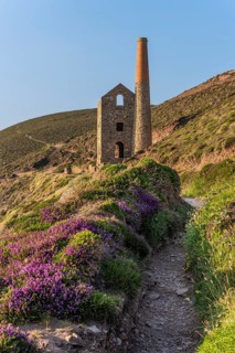 A footpath to the ruins of Wheal Coates, a former tin mine. The Towanroath Shaft. Pink flowering