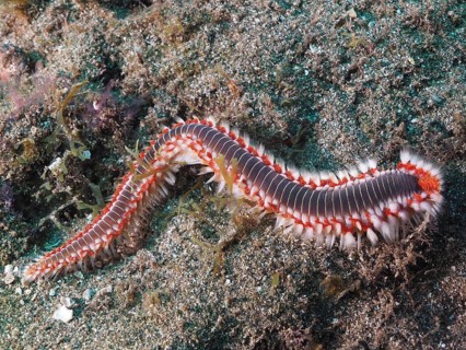 Bearded fireworm (Hermodice carunculata)
