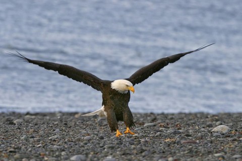 Bald Eagle (Haliaeetus leucocephalus), Alaska, USA
