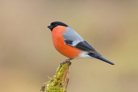 Bullfinch (Pyrrhula pyrrhula), Gimbel, male sitting on mossy branch, wildlife, finches, animals,