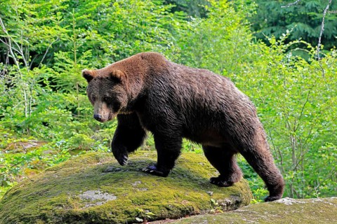Eurasian brown bear (Ursus arctos arctos), adult, female, running, foraging, alert, in summer,