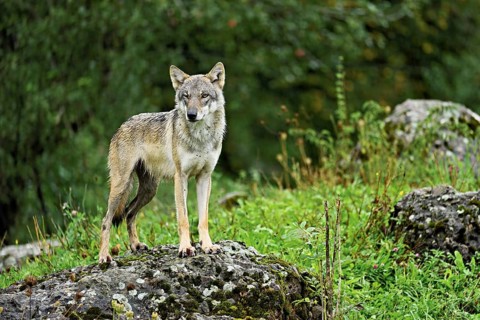 European gray wolf (Canis lupus lupus), old animal standing on rock, captive, Switzerland