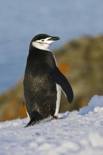 Chinstrap Penguin (Pygoscelis antarcticus), Antarctica