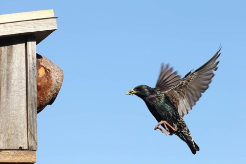 Starling (Sturnus vulgaris) flies to the nesting box in the garden with food in its beak, Allgäu,