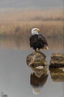 One Bald Eagle, Haliaeetus leucocephalus, standing on a rock in the shallow water ashore a small
