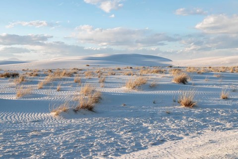 Desert grasses in flatter areas of the White Sands National Park in Alamogordo, New Mexico, USA