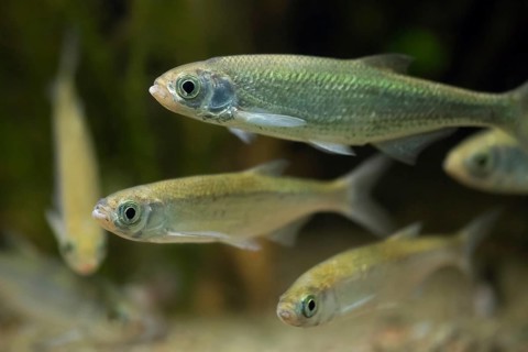 Shoal of common bleaks (Alburnus alburnus, Cyprinus alburnus) freshwater coarse fish swimming