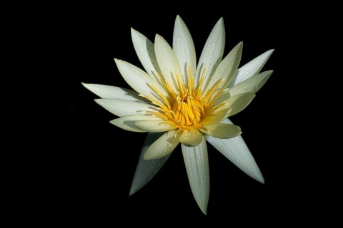 European white water lily against a black background, covered with water droplets, Giant Waterlily