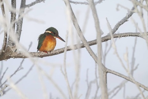 Kingfisher (Alcedo atthis) on its perch, Schlitters, Tyrol, Austria