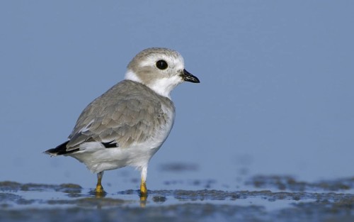 Piping Plover (Charadrius melodus), Texas, USA