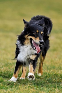 Mixed breed dog between Border Collie and Australian Shepherd jumps across meadow, Switzerland