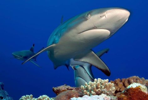 Underwater photo close-up of Grey reef shark (Carcharhinus amblyrhynchos) swimming over coral reef