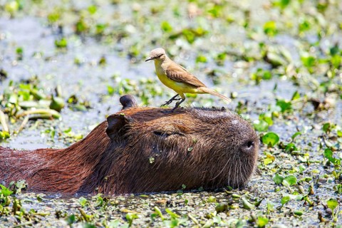 Capybara (Hydrochaeris hydrochaeris) Pantanal Brazil