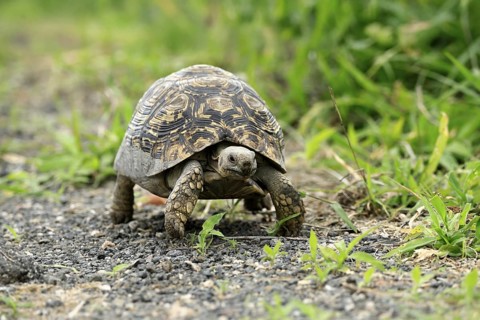 Panther tortoise (Stigmochelys pardalis), adult, running, foraging, Kruger, Kruger National Park,