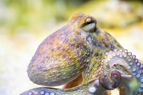 Common octopus (Octopus vulgaris) swimming under water, captive, Germany