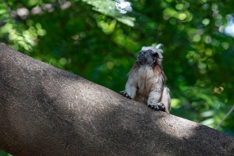 White-footed tamarin (Saguinus leucopus), Cartagena, Colombia