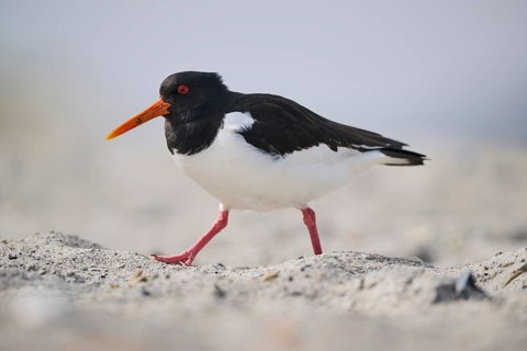 Eurasian oystercatcher (Haematopus ostralegus) on the beach, Düne, Helgoland, Schleswig-Holstein,