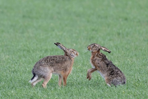 European hare (Lepus europaeus) mating season, so-called gathering season, Lower Austria, Austria
