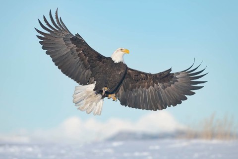 Bald Eagle (Haliaeetus leucocephalus) flying, Alaska, USA