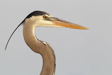 Great Blue Heron (Ardea herodias), Florida, USA