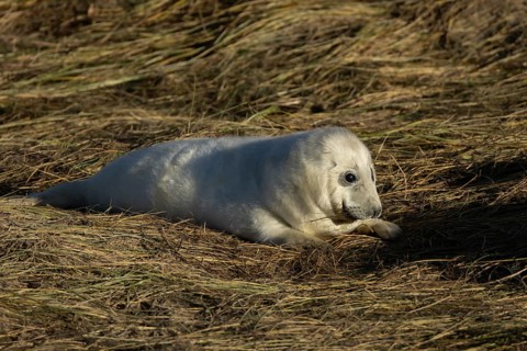 Grey seal (Halichoerus grypus) juvenile baby pup animal resting on a sand dune by a beach in