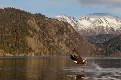 Bald Eagle (Haliaeetus leucocephalus) hunting, Alaska, USA
