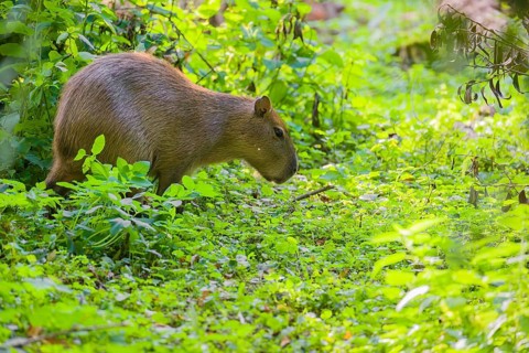 A (greater) capybara (Hydrochoerus hydrochaeris) searches for food in the dense riparian vegetation