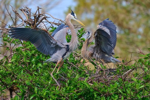 Two Great blue heron (Ardea herodias), with outstretched wings perched on branches surrounded by