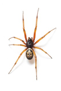 False Black Widow Spider (Steatoda nobilis), on white background, Galicia, Spain