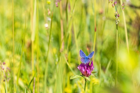 Mazarine blue (Cyaniris semiargus) butterfly foraging on a Red clover (Trifolium pratense) flower