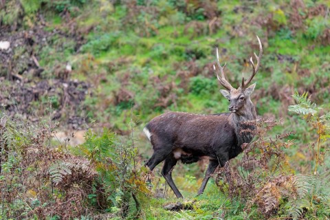 A sika deer stag (Cervus nippon) stands on a rocky but overgrown slope in search of food