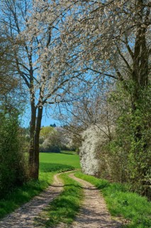 Narrow path through blossoming cherry trees and green meadows under a clear sky, Pflaumheim,
