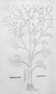 Gilft buttercup (Ranunculus sceleratus), woodcut by Leonhart Fuchs, from New Kreüterbuch, neues