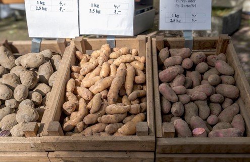 Market stall with different potato varieties (Solanum tuberosum), Münsterland, North