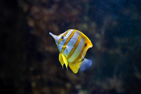 Copperband butterflyfish (Chelmon rostratus) swimming under water, captive, Germany