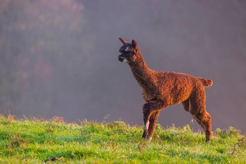 A young brown Alpaca (Vicugna pacos) runs on a green meadow