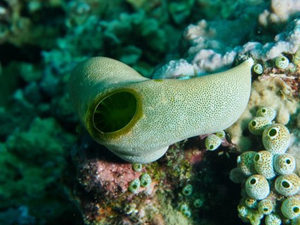 Close-up of a Green Urn Sea Squirt (Didemnum molle) on a coral reef, dive site Prapat, Penyapangan,