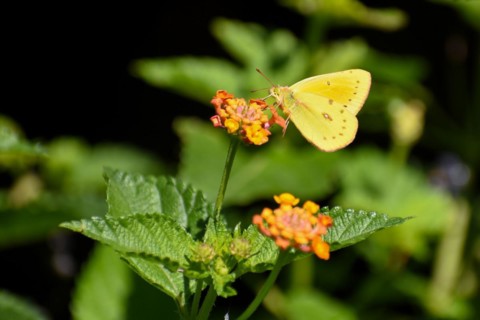 Butterfly of the species colias lesbia on a spanish flag (Lantana camara), seen in Buenos Aires,