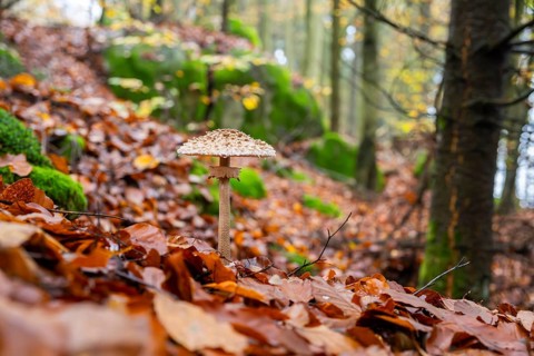Parasol mushroom (Macrolepiota procera) mushroom in a forest in autumn, Bavaria, Germany