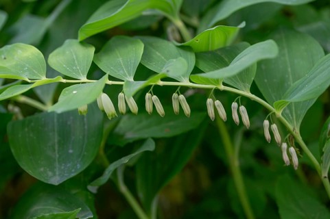 Polygonatum multiflorum (Polygonatum multiflorum), Bavaria, Germany