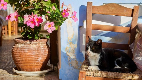 A black and white cat sits on a chair next to flowering potted plants, cat (s), Olymbos, mountain