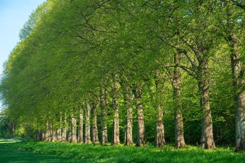 Alley of elm trees in Köpingebro, Ystad municipality, Skåne county, Sweden, Scandinavia