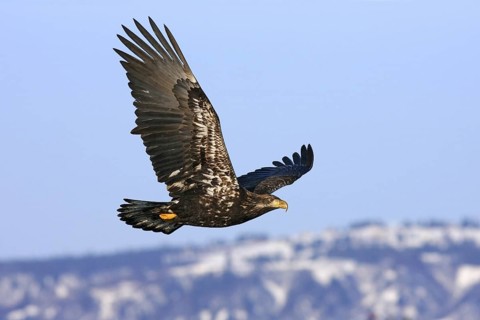 Bald Eagle Haliaeetus leucocephalus Homer, ALASKA, United States February 1.5 year old bird (Basic