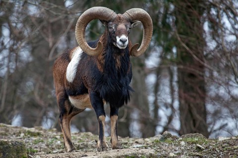 Mouflon (Ovis gmelini), captive, Bad Mergentheim Wildlife Park, Baden-Württemberg, Germany