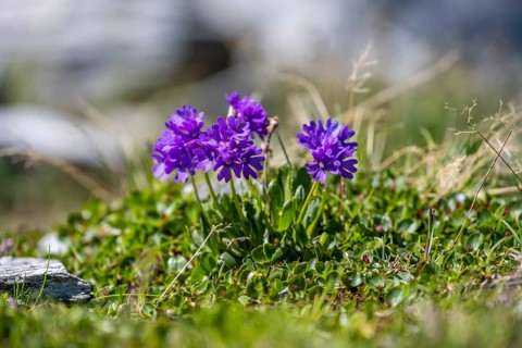 Clusius Primula (Primula clusiana), Hohen Tauern, Austria