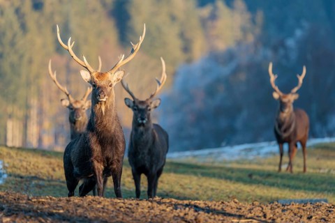 Four Japanese sika deer stags (Cervus nippon nippon) stand on a meadow in hilly terrain. A blue