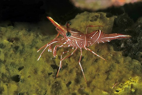 Close-up of striking red and white striped camel shrimp (Rhynchocinetes durbanensis) Omnivore