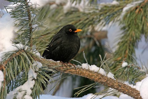 Blackbird (Turdus merula), one, individual, biotope, habitat, perch, garden, Neuhofen,